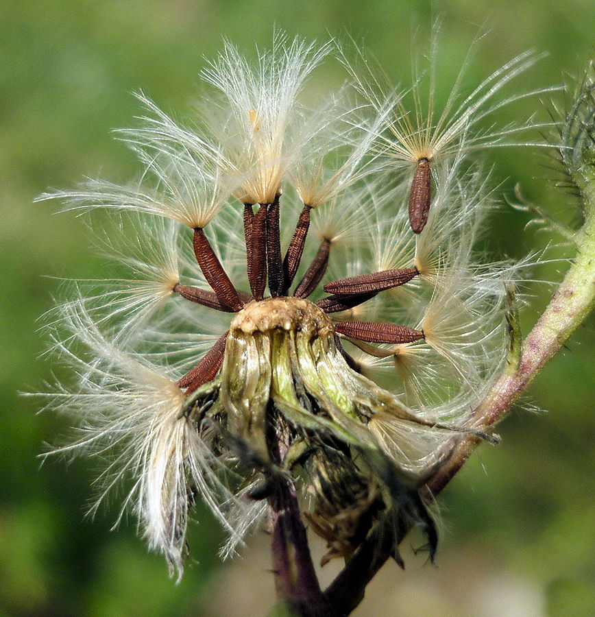 Image of Picris koreana specimen.