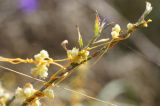 Cuscuta cesatiana