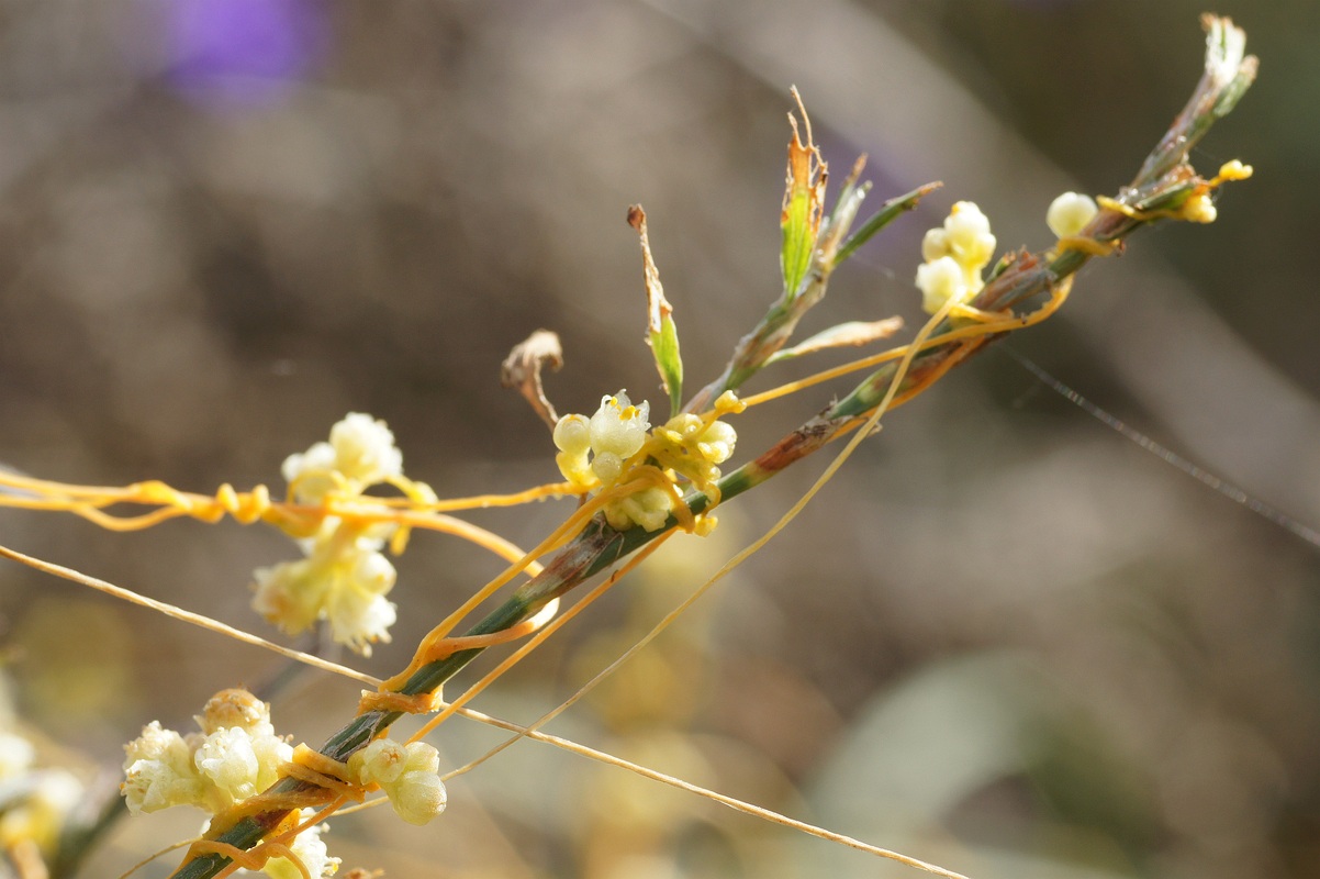 Image of Cuscuta cesatiana specimen.