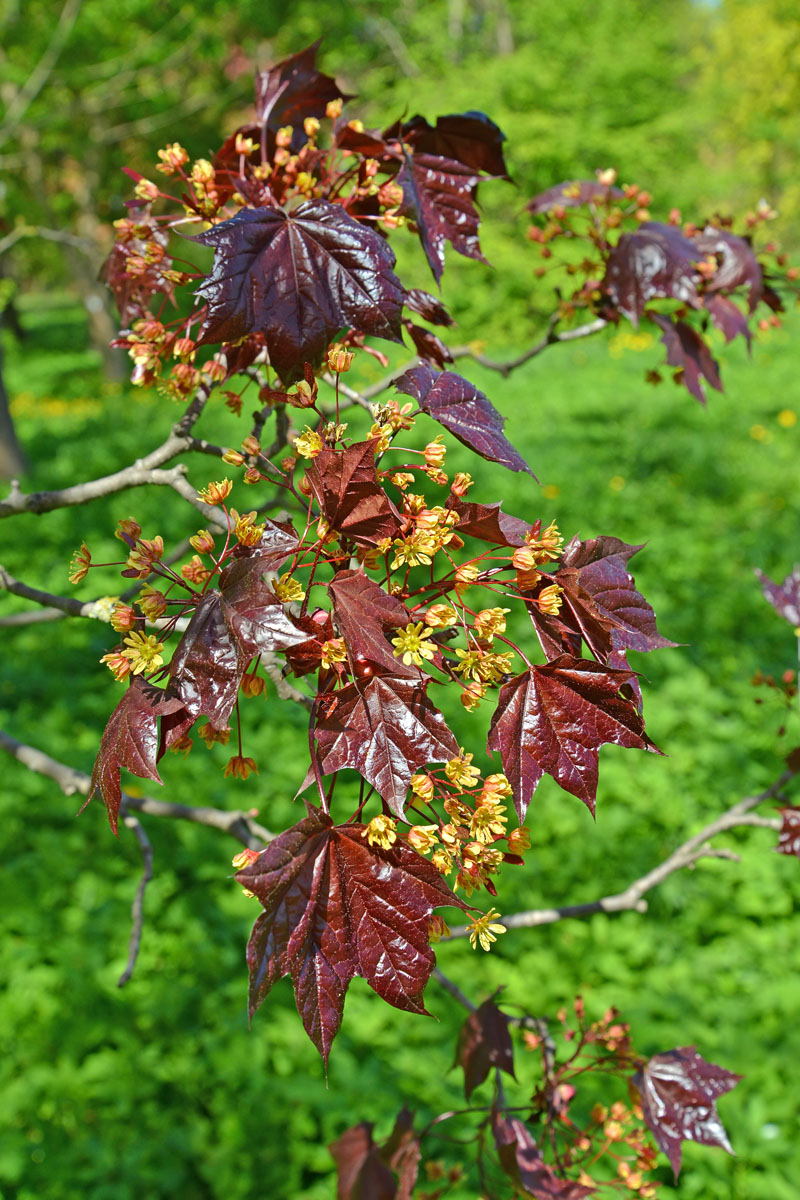 Image of Acer platanoides specimen.