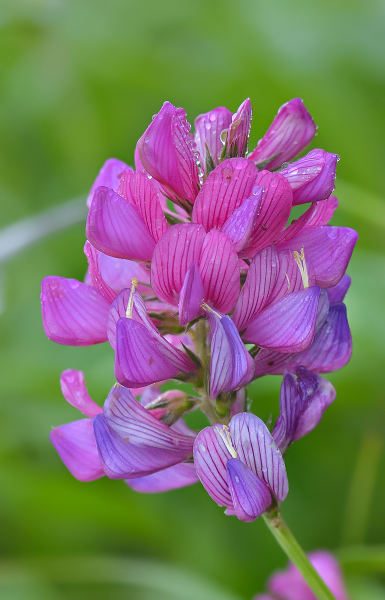 Изображение особи Onobrychis biebersteinii.