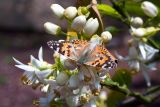 Citrus × paradisi. Соцветие с кормящейся бабочкой-репейницей. Израиль, г. Бат-Ям, в культуре. 22.03.2019.