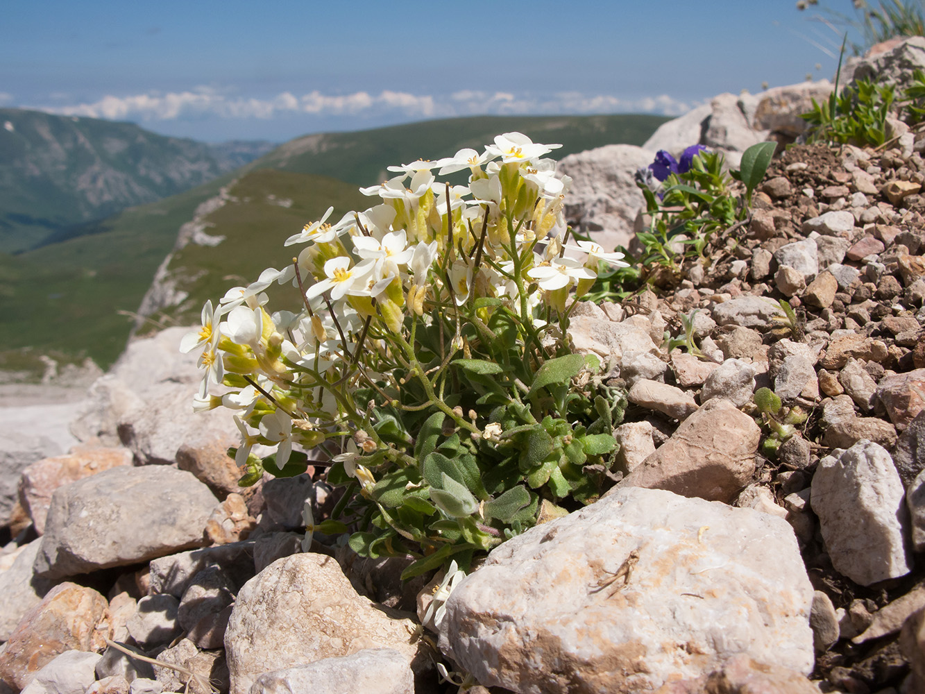 Изображение особи Arabis caucasica.