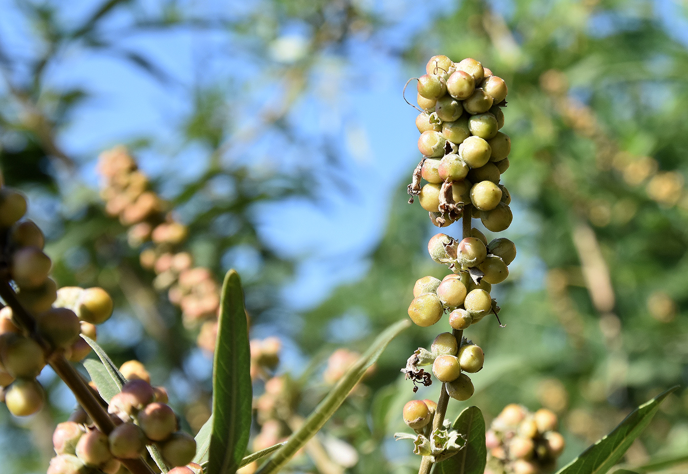 Image of Vitex agnus-castus specimen.