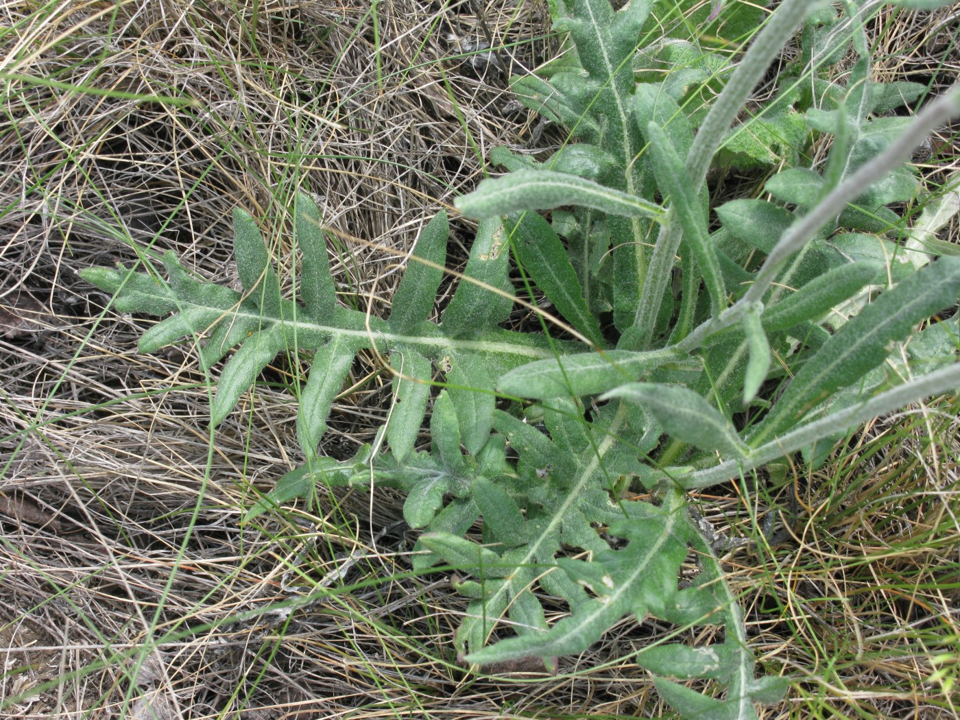 Image of Jurinea cretacea specimen.