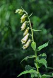 Digitalis grandiflora. Верхушка цветущего растения. Алтайский край, окр. г. Белокуриха, смешанный лес. 08.07.2021.