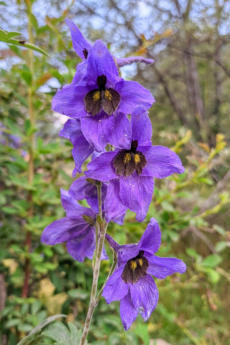 Изображение особи Delphinium speciosum.