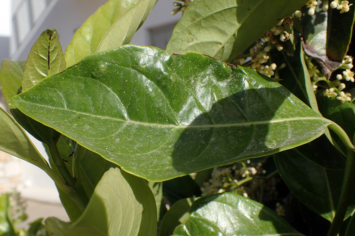 Image of Viburnum odoratissimum specimen.