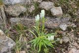 Gentiana algida