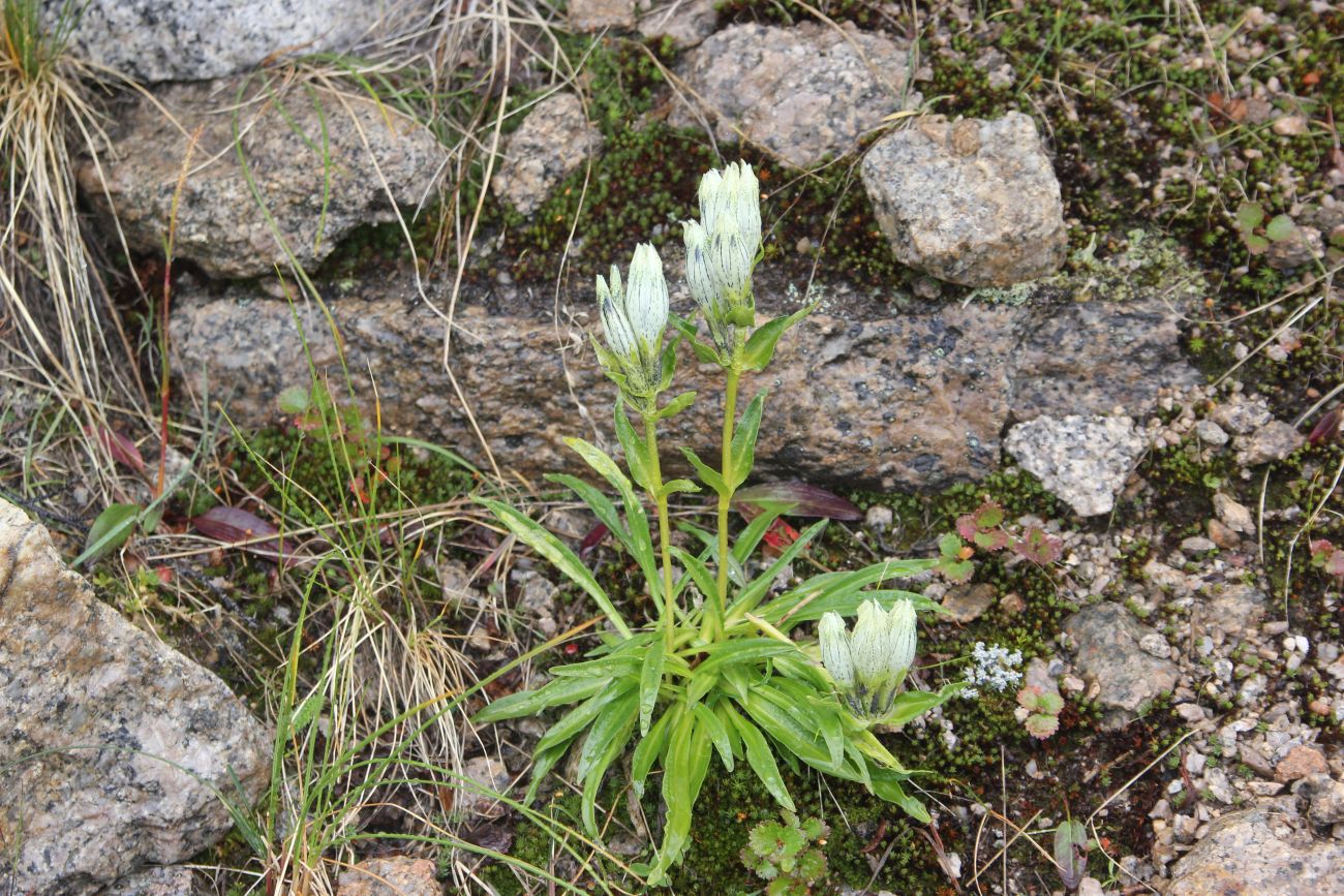 Изображение особи Gentiana algida.