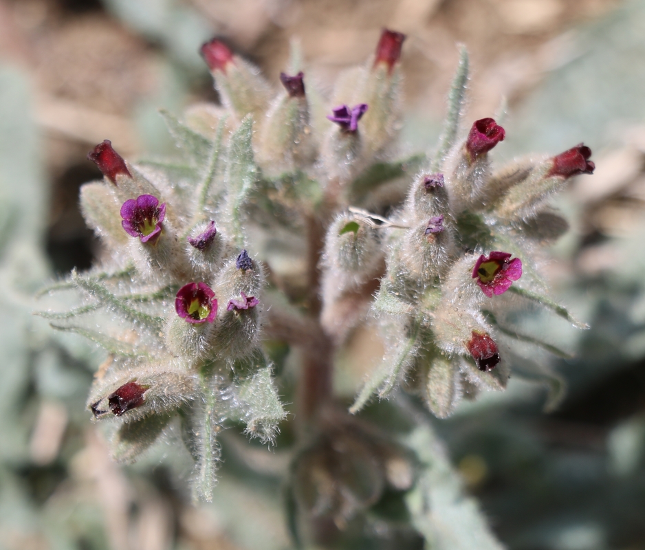Image of genus Nonea specimen.