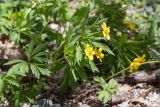 Anemone ranunculoides