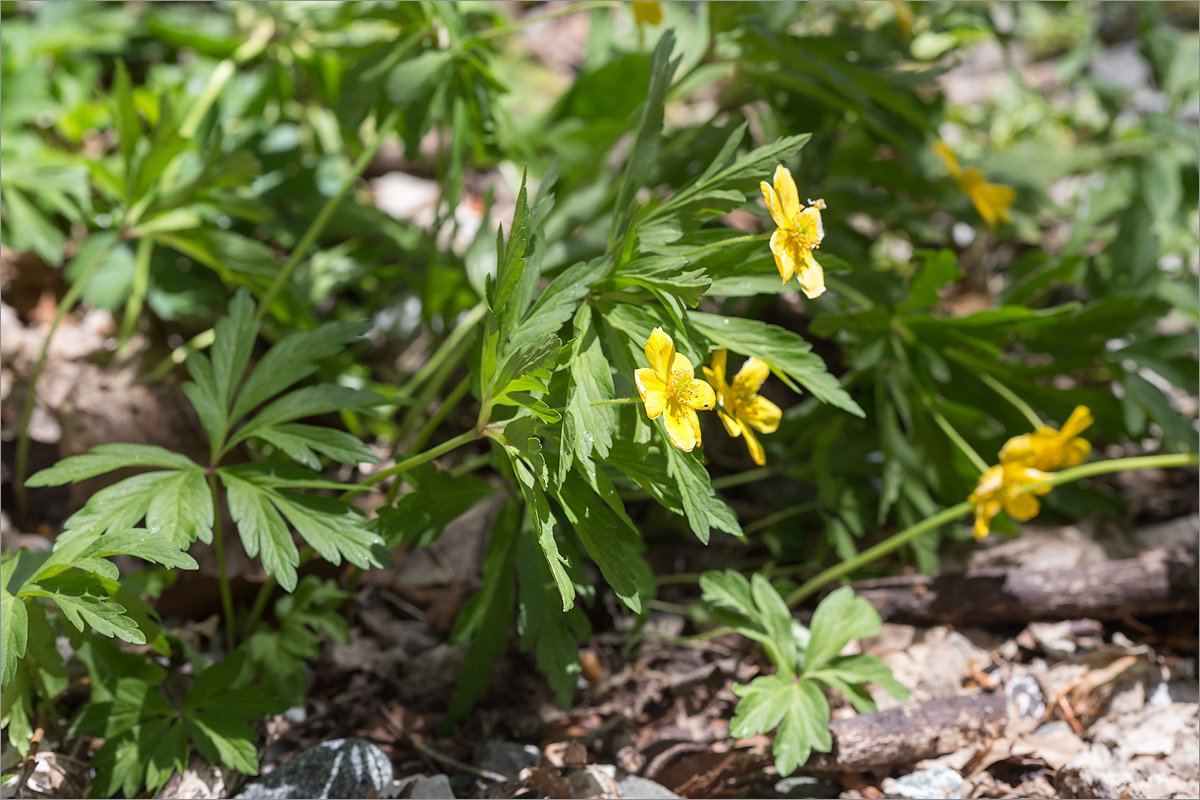 Image of Anemone ranunculoides specimen.