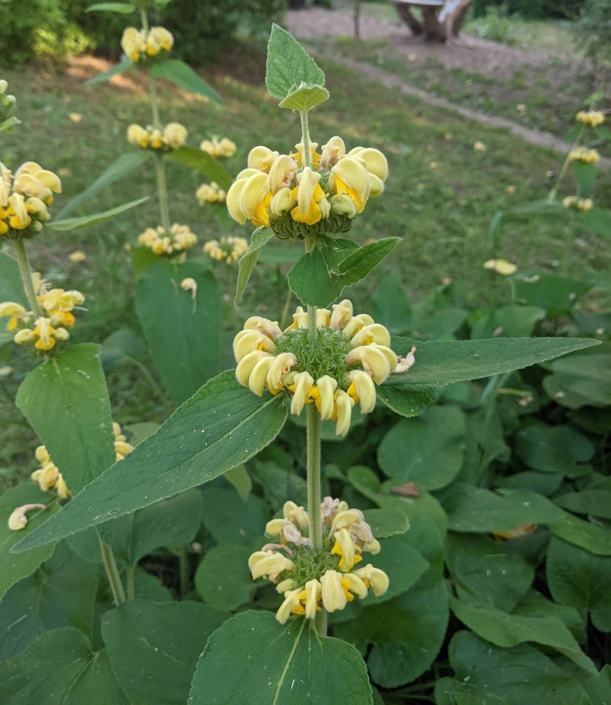 Изображение особи Phlomis russeliana.