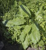 genus Rumex. Вегетирующее растение. Владимирская обл., г. Александров, сырой луг. 18.06.2022.