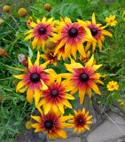 Rudbeckia hirta