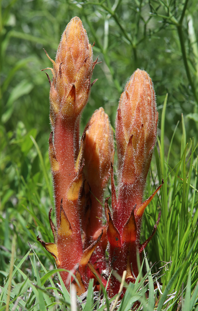 Image of Orobanche kurdica specimen.