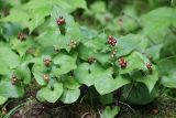 Maianthemum dilatatum