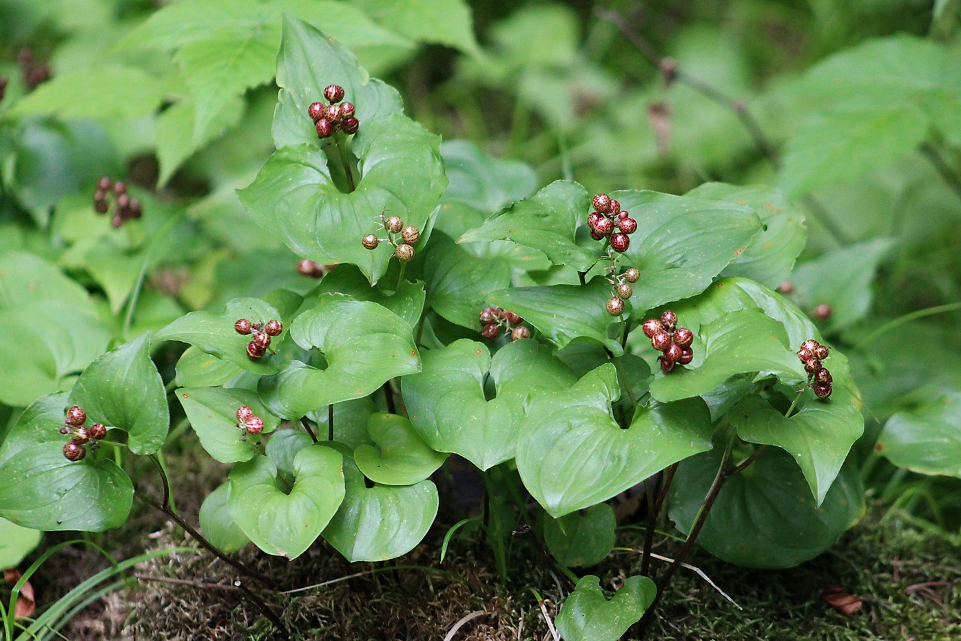 Image of Maianthemum dilatatum specimen.