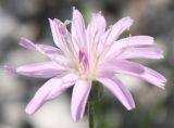 Image of taxon representative. Author is Денис Мирин