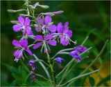 Chamaenerion angustifolium