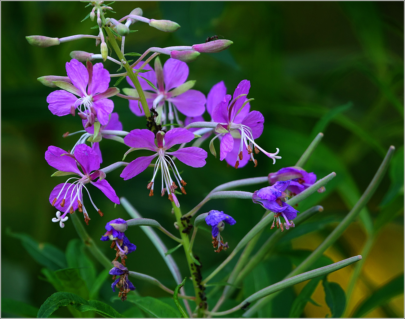 Изображение особи Chamaenerion angustifolium.