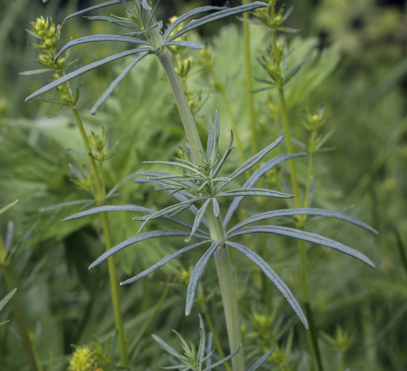 Изображение особи Galium verum.