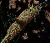 Agave victoriae-reginae