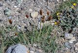 Calamagrostis anthoxanthoides