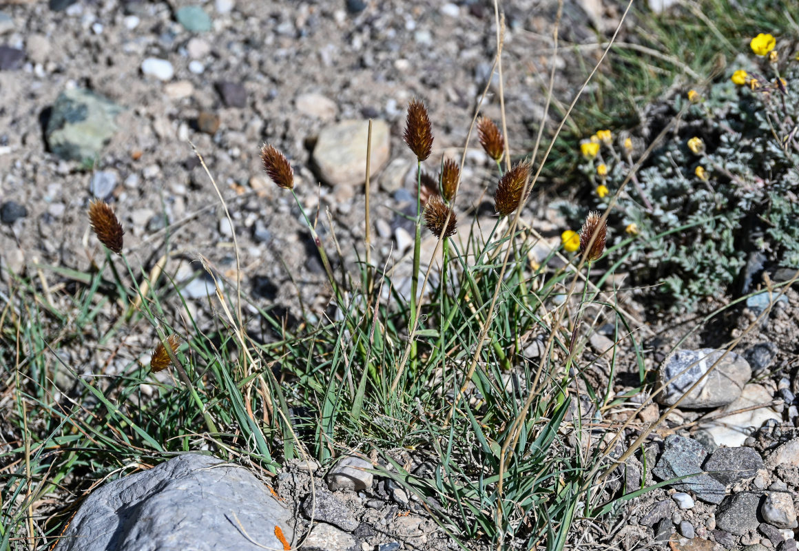 Изображение особи Calamagrostis anthoxanthoides.