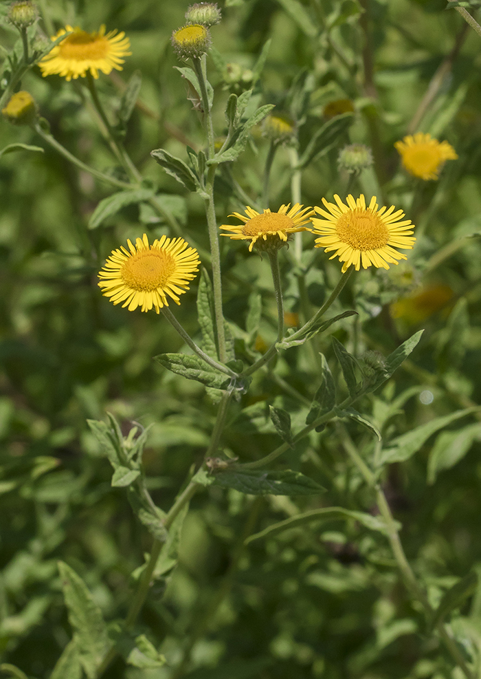 Image of Pulicaria dysenterica specimen.