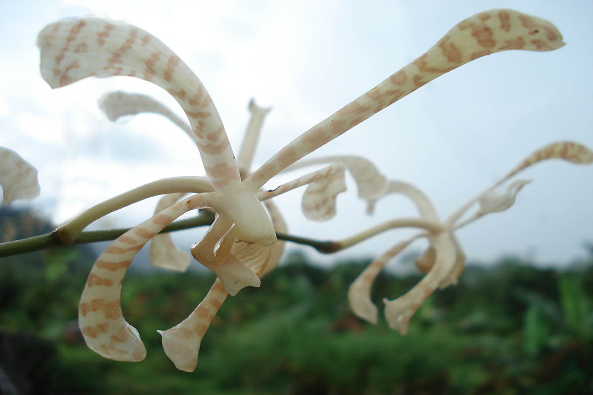 Image of familia Orchidaceae specimen.