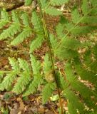 Dryopteris expansa