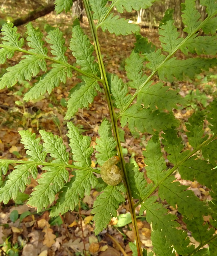 Изображение особи Dryopteris expansa.