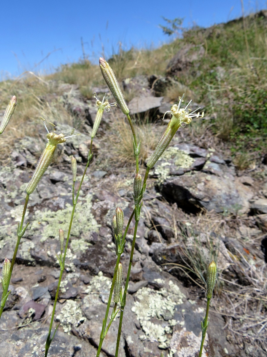 Изображение особи Silene alexandrae.
