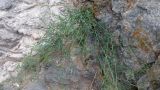 Vicia costata