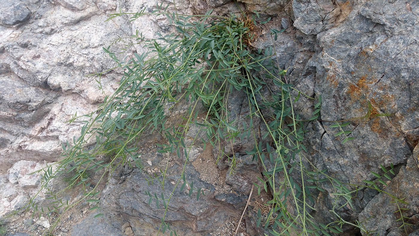 Image of Vicia costata specimen.