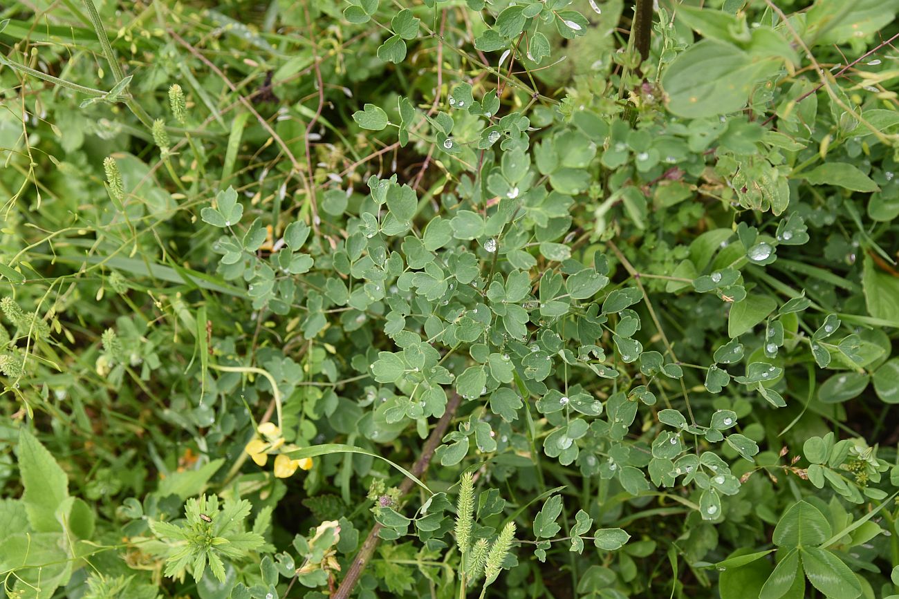 Image of Thalictrum minus specimen.