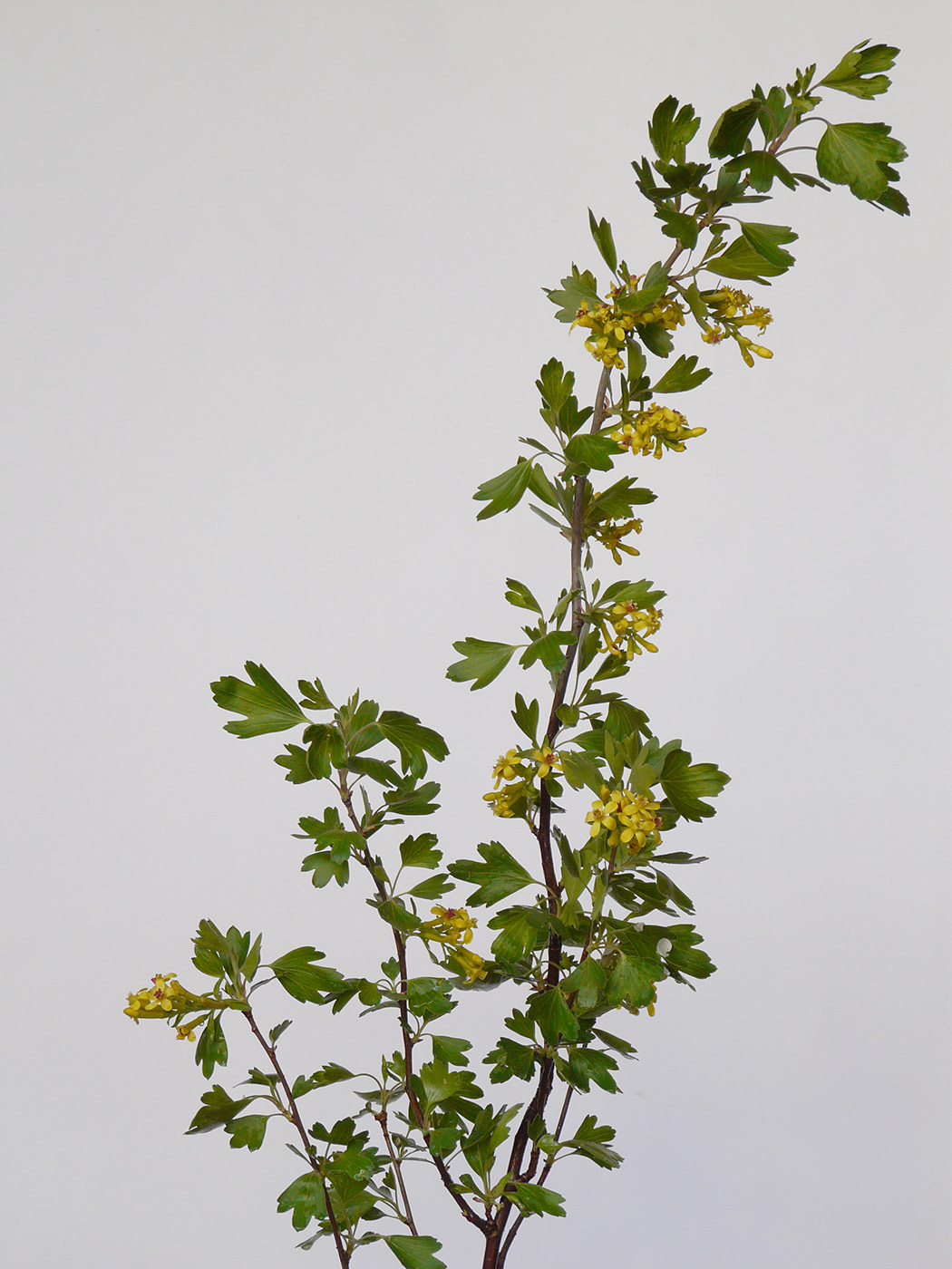 Image of Ribes aureum specimen.