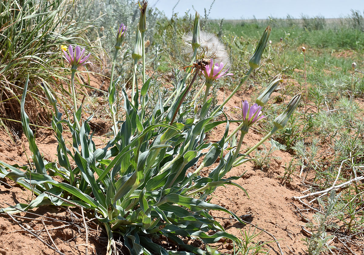 Изображение особи Tragopogon marginifolius.