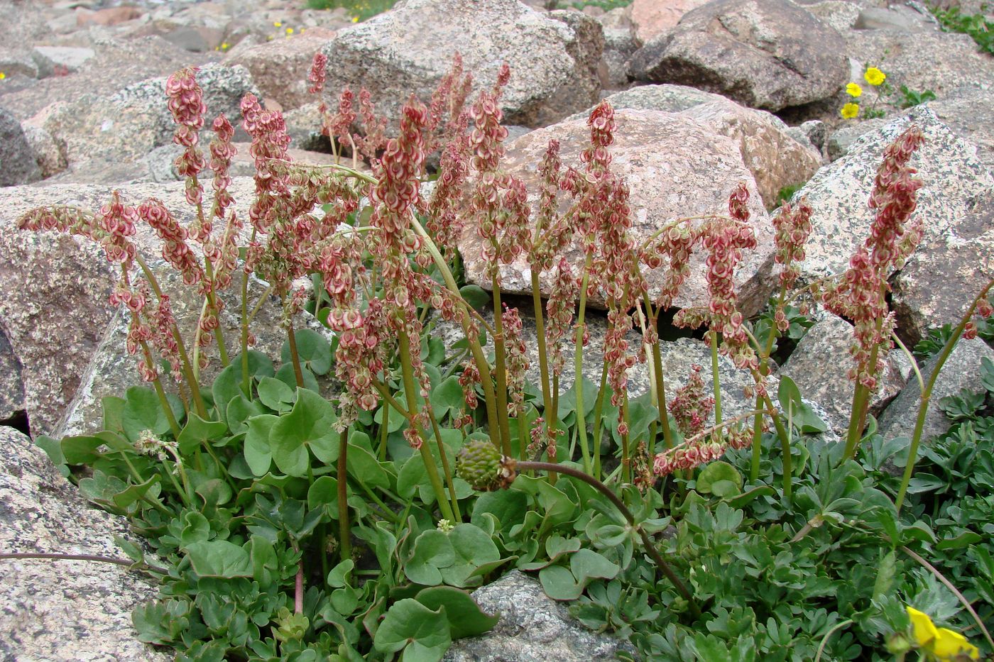 Image of Oxyria digyna specimen.