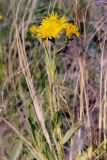 Inula oculus-christi