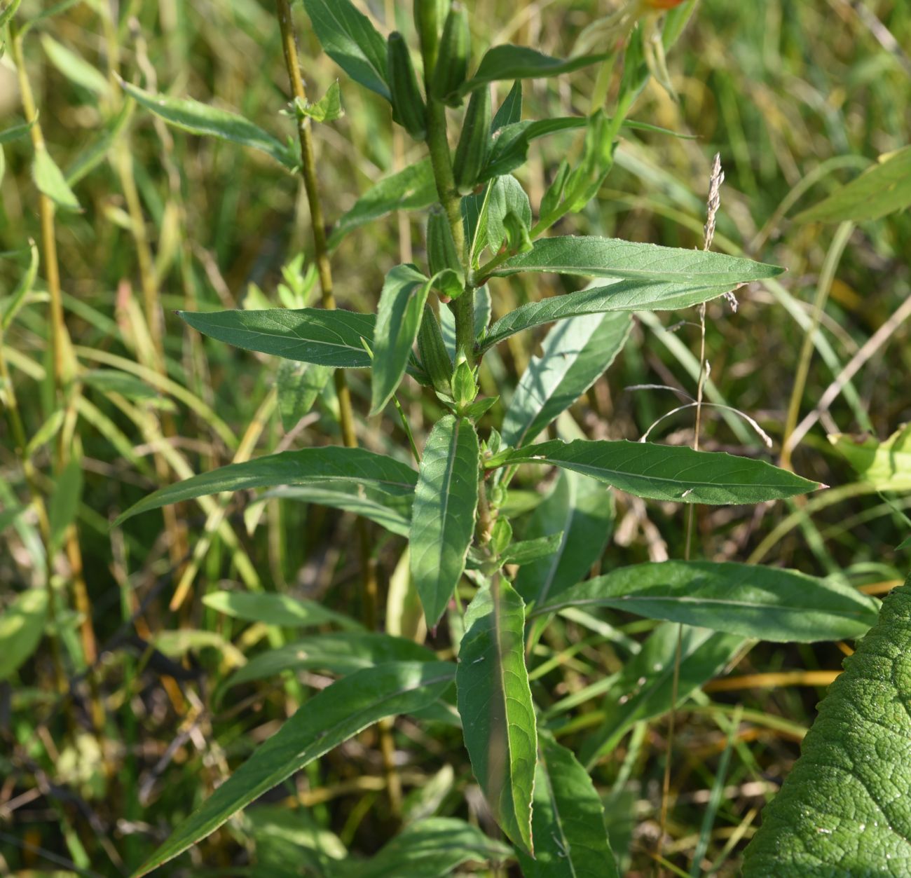 Изображение особи Oenothera biennis.