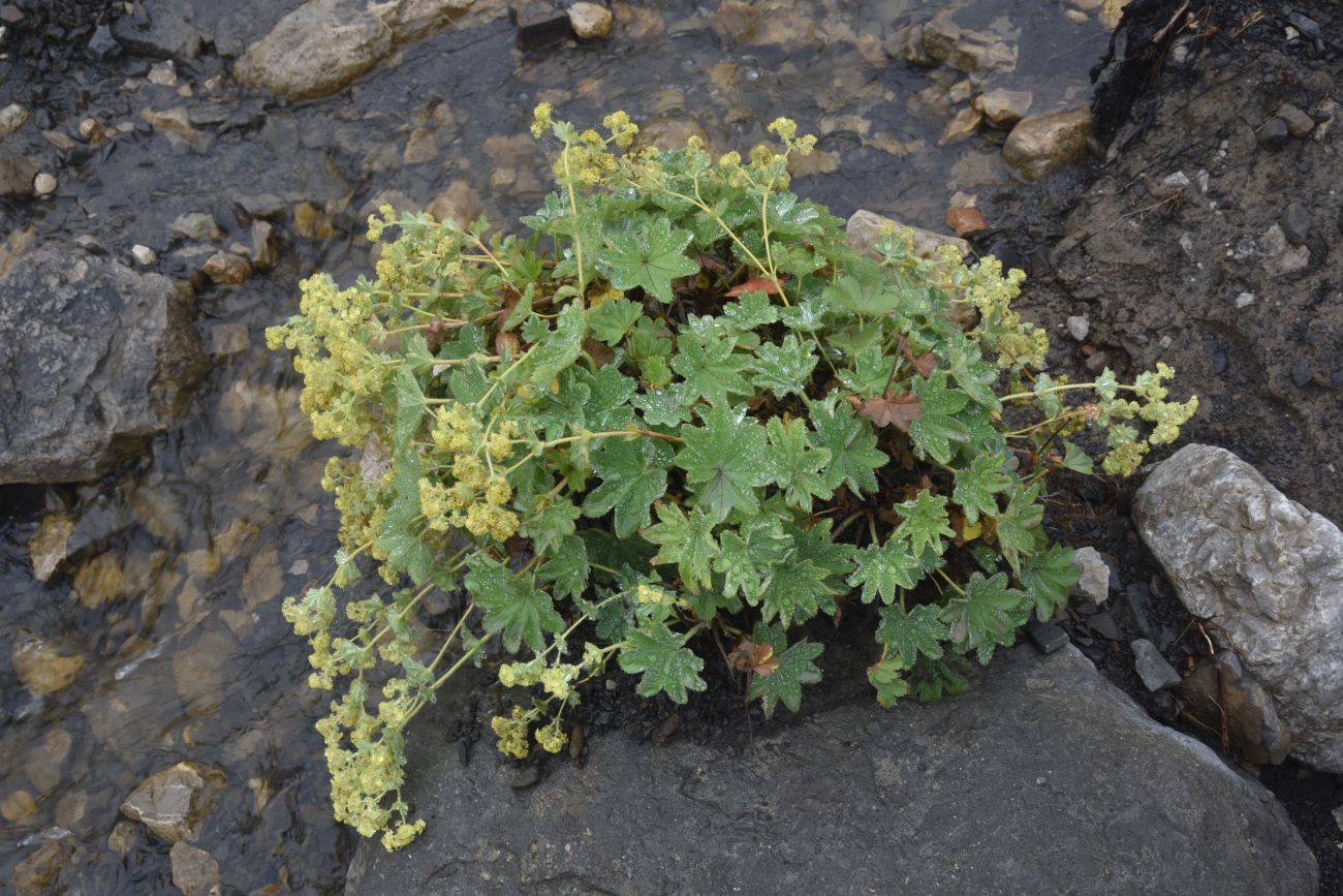 Изображение особи род Alchemilla.