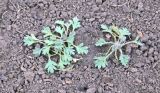 Papaver alboroseum