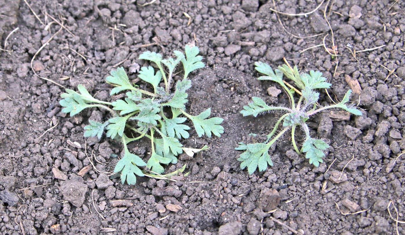 Image of Papaver alboroseum specimen.