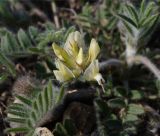 Oxytropis pallasii