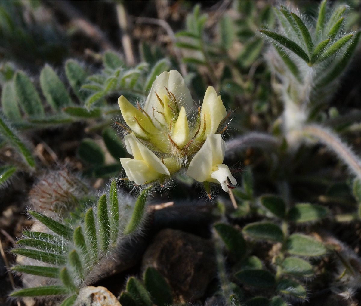 Изображение особи Oxytropis pallasii.