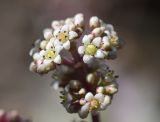 род Crassula