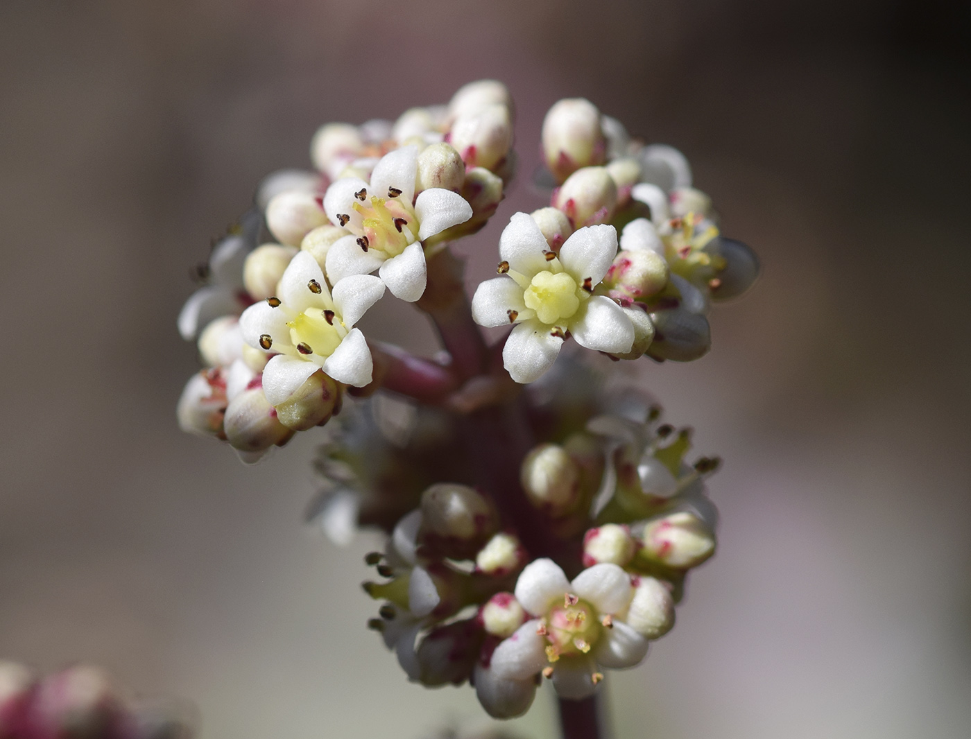 Изображение особи род Crassula.